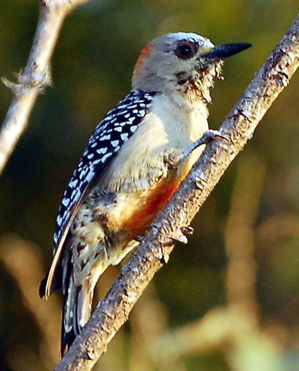 Red-crowned Woodpecker Melanerpes rubricapillus