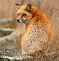 fox x dog