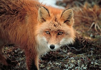 Red Fox