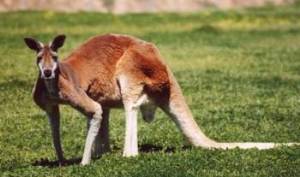 red kangaroo