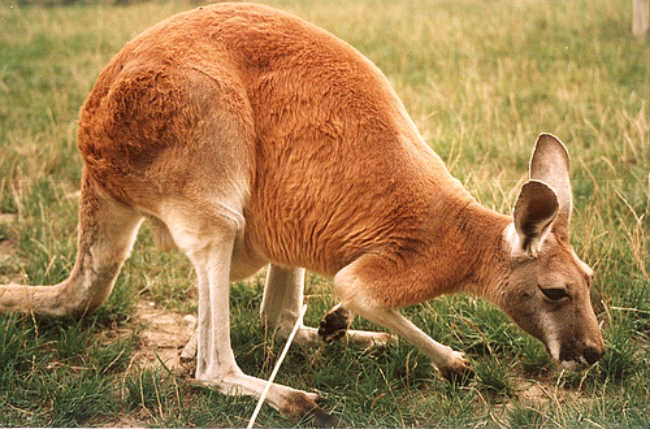 kangaroo eating grass