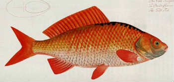 Red Snapper