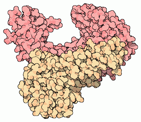 reverse transcriptase