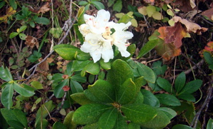 Rhododendron caucasicum