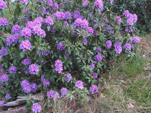 Rhododendron ponticum