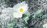 Rough Pricklypoppy