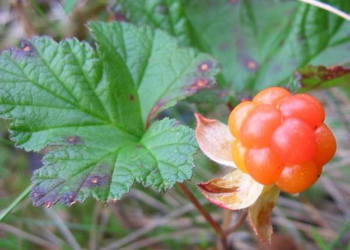 Rubus chamaemorus