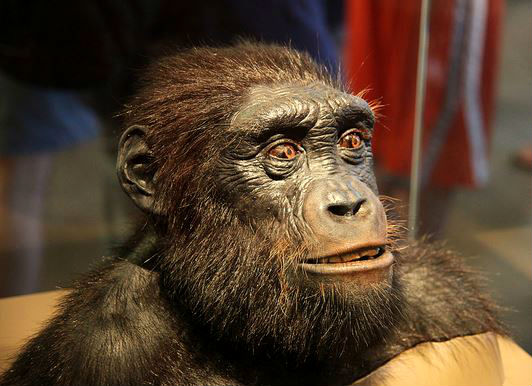 picture of Sahelanthropus tchadensis