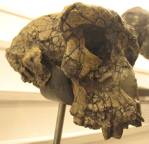 Sahelanthropus tchadensis side view