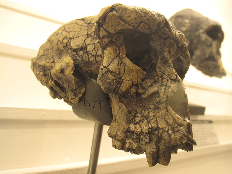 Sahelanthropus skull