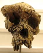 Sahelanthropus tchadensis frontal view