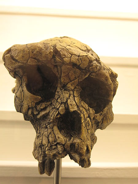 Sahelanthropus skull