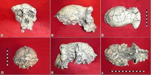 Sahelanthropus tchadensis