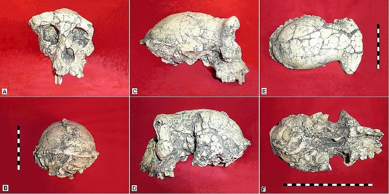 Sahelanthropus skull