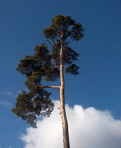 Scot's pine Pinus sylvestris