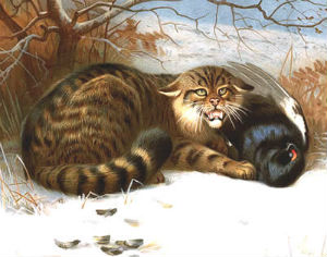 Scottish wildcat