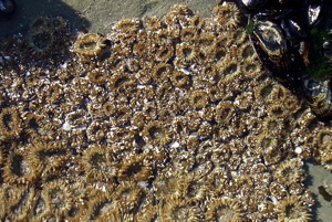 sea anemone clones