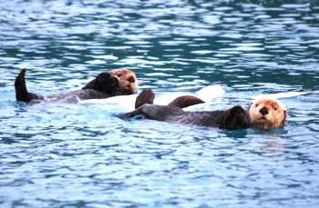 otters