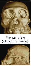 Australopithecus sediba lateral view