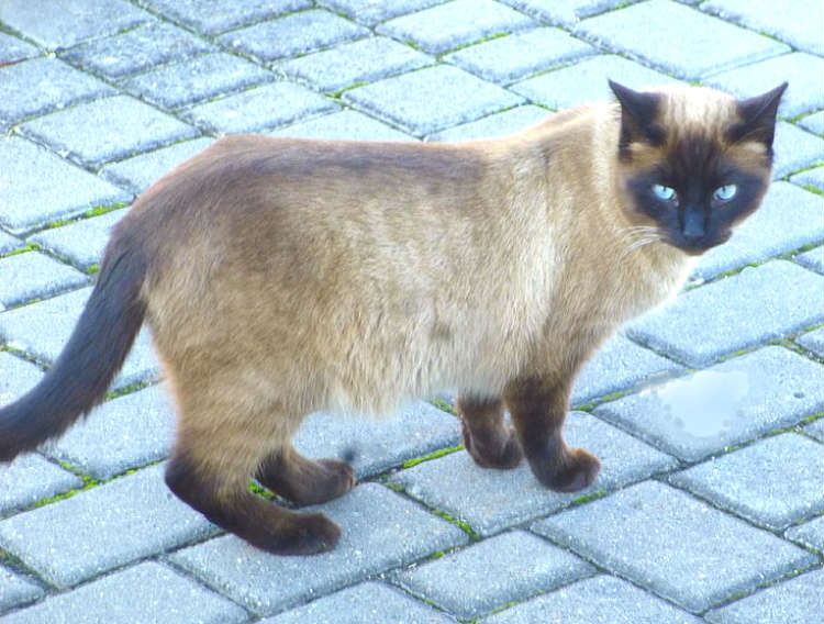 Siamese cat