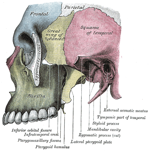 Sideview of the Human Skull