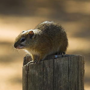 Smith's Bush Squirrel Paraxerus cepapi