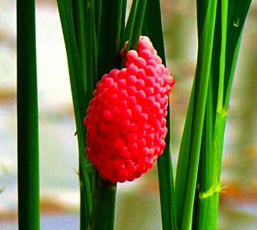 snail eggs