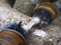 snails mating