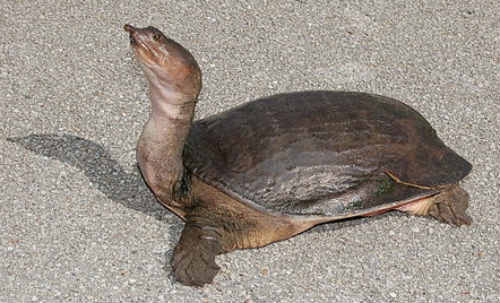 soft-shell turtle