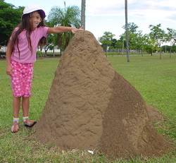 South American anthill