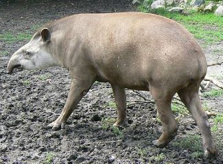 South American Tapir