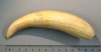 Photograph of a sperm whale tooth