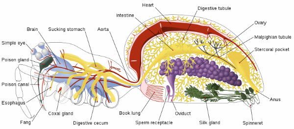 Spider Anatomy - About Spiders