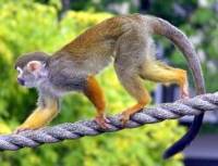 squirrel monkey saimiri sciureus