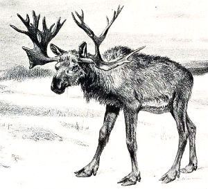 Stag-moose hybrid