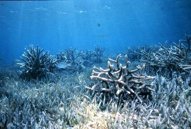 staghorn coral