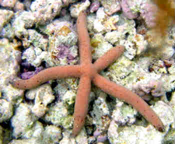 starfish