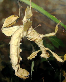 stick insect