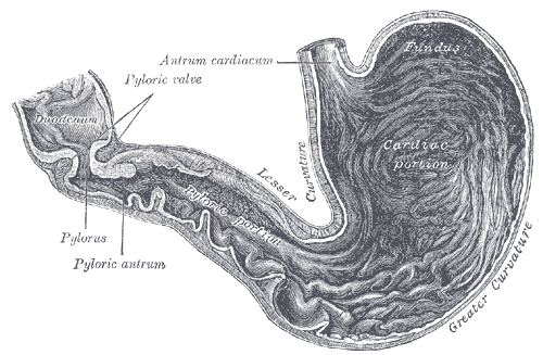 picture of the human stomach