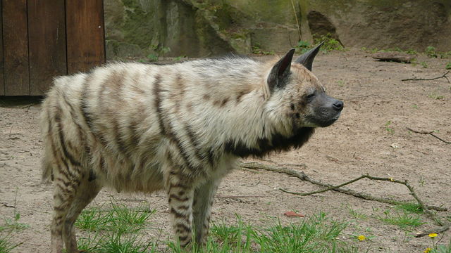 dog-hyena hybrid