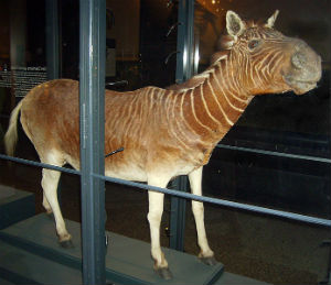 quagga