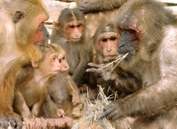 Stump-tailed Macaque Macaca arctoides