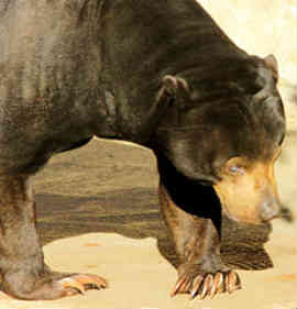 Sun Bear