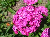 Sweet William