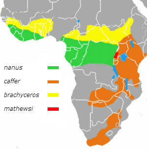 http://www.macroevolution.net/images/syncerus-map-300-306-22.jpg