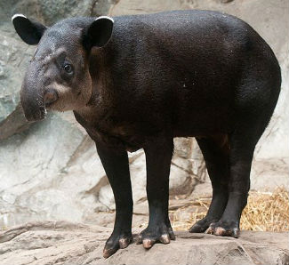 Baird's Tapir