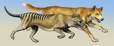 tasmanian tiger