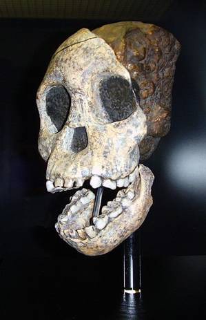 taung child