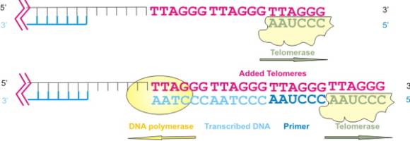 telomeres