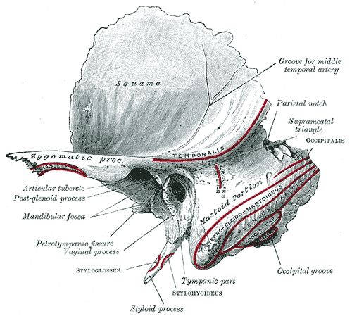 Temporal Bone